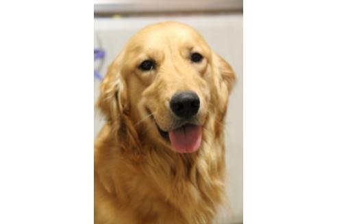 販売中のゴールデンレトリーバーの親犬